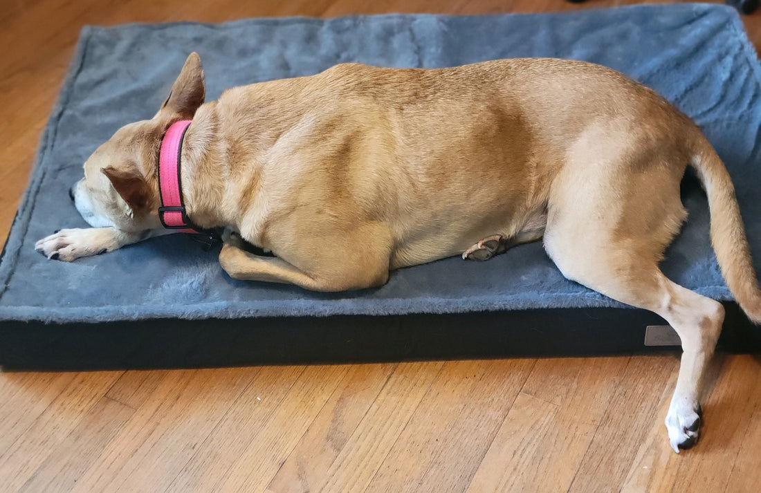 Dino resting on an orthopedic dog bed mat — Leash The Wilderness