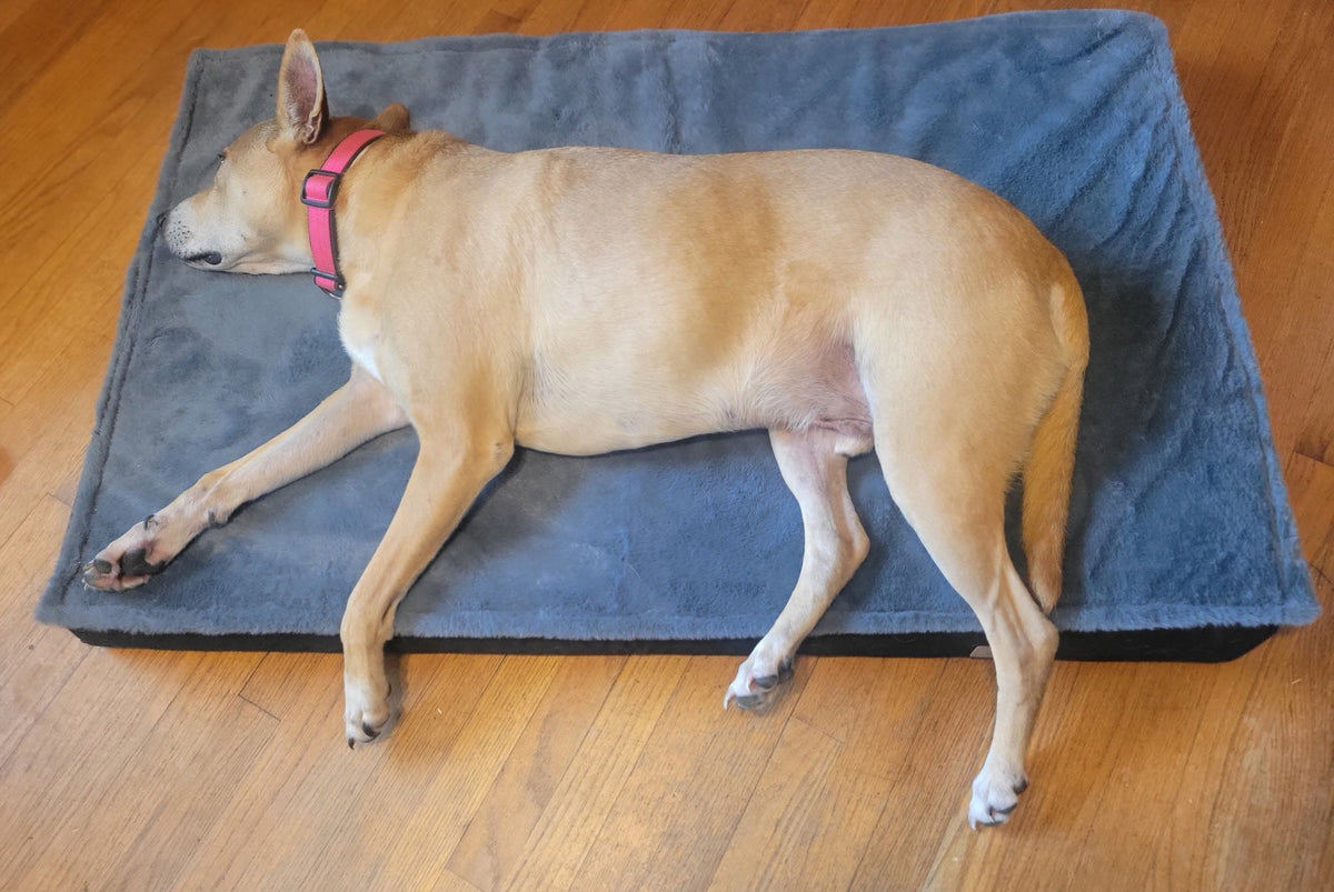 How to Prevent Your Working Dog from Suffering Fatigue and Stiffness During Long, Multi-Day Hunting Trips
