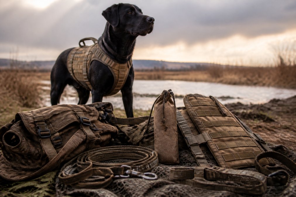 Durable Gear for Working Dogs: A Field Guide