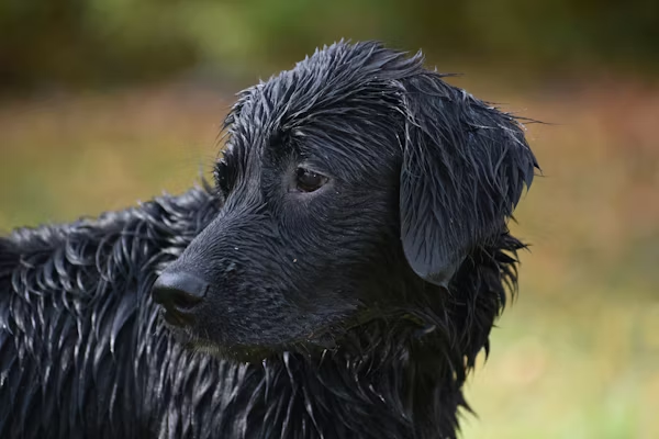Soaking wet black dog after a hunt — Leash The Wilderness