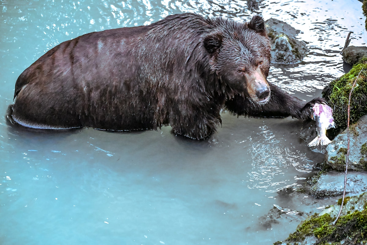 A wet bear stands in blue water holding a fish