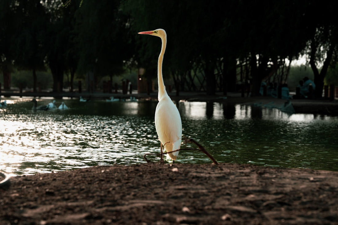 A white egret stands by a pond at dusk.
