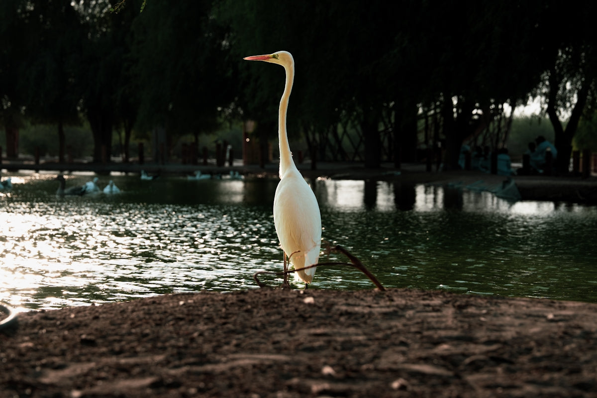A white egret stands by a pond at dusk.
