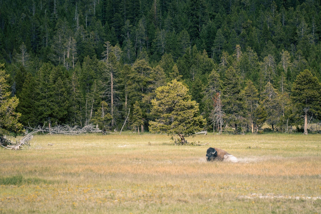 A bison rests in a field before a lush forest.